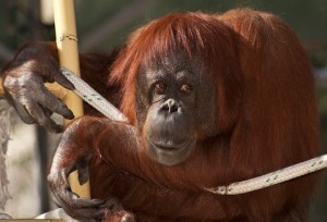 orangutan-300x204