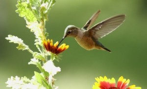 SEO company adapts to Google Hummingbird Update