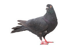 Google Pigeon - DoubleDome