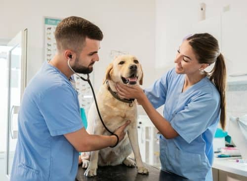 two veterinarians checking a dog as representation for the topic about Internet Marketing For Veterinarians